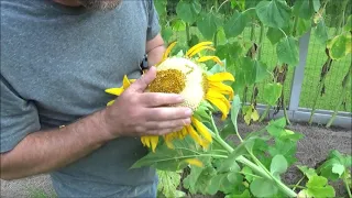 DELICIOUS grilled whole sunflower head