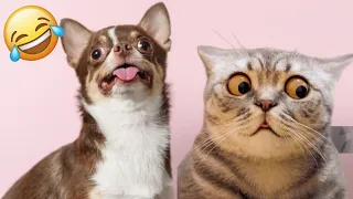 Funny Dogs And Cats Videos 2024 🤣। Best Funniest Animal Video 2024