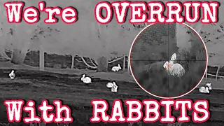 Overrun With Rabbits || They're everywhere #airrifleshooting  #rabbithunting