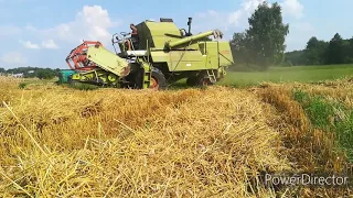 Ostatni Wjazd w Pszenżyto!! Koniec ŻNIW 2020? CLAAS Mercator 60 &Ursus 4011&Ursus C-360!!!!