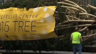 Rockefeller Center Christmas Tree Arrives in NYC