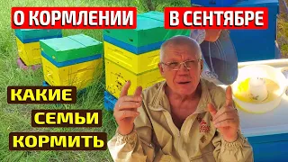 Когда кормить пчел осенью Пасека в сентябре