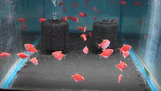 Red Glo Tetras