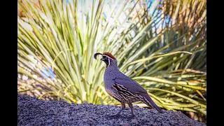 How Quail Sounds | Koil Sounds | Can Help You Relax and De-Stress| The Ultimate Relaxing Music Video