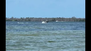 Flying Shark!?!?! Fishing with sea monsters off Sanibel, Florida