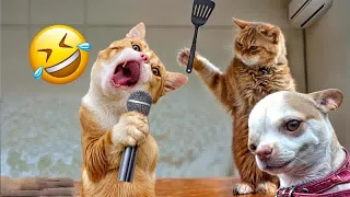 Best Funny Dogs and Cats Videos🤣🐶Funniest Animal videos 2024😁Part 11