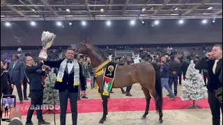 حصان نصراوي يتوج بلقب بطل العالم لجمال الخيول 2021 في باريس