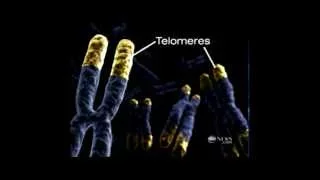 Telomere Diane Sawyer ABC World News HD