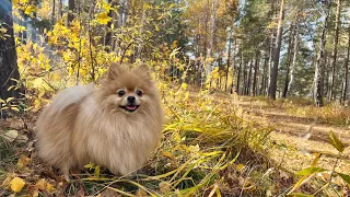 Как Бася чувствует себя в осеннем лесу?