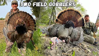 HUNTING FIELD GOBBLERS! - (Door Knocking for Wisconsin Turkeys)