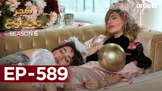 Shajar-e-Mamnu | Episode 589 | Turkish Drama| Forbidden Fruit | Urdu Dubbing18 September 2023