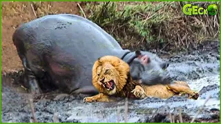 30 Fierce Attacks Demonstrate The Hippo's Dominating Power | Hippo vs Lion, Crocodile, Rhino