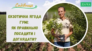 Екзотична Ягода Гумі: Як правильно Посадити і Доглядати? Вирощування Екзотичних Ягід в Україні.