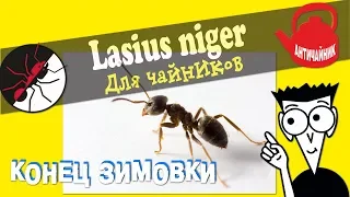 Муравьи Lasius niger. Как выводить муравьев из зимовки