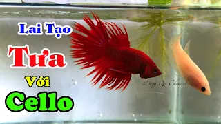 Breeding Betta Crowntail with Betta Cellophane