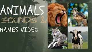 Animals Sounds   and Names for Children (  20  Wonderful Animals)