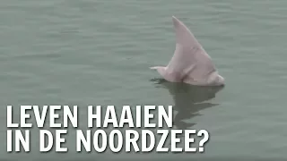 Leven haaien in de Noordzee? | De Buitendienst over haaien