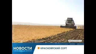 Голливудская погоня и новый красноярский сорт сои: короткие новости 4 октября