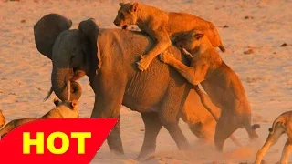 National Geographic   Life of The Desert Elephant   Wildlife   National Geographic Documentary