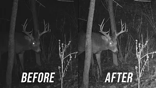 How To Get The BEST Night Trail Camera Pictures (From Any Brand)