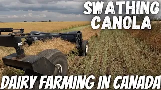 Swathing Canola, Dry Off Cows, Moving Baler!