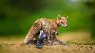 How Mother Fox Gives Birth To Cute Cubs In The Wild ?