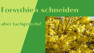 Forsythien schneiden -  optisch ansprechend und fachgerecht