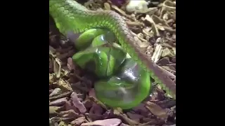 OMG GREEN SNAKE GIVING BIRTH (must watch)