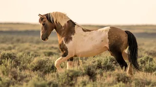 Traveler Wild Stallion of McCullough Peaks in Wyoming Re-Edit by Karen King