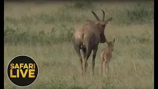 safariLIVE - Sunset Safari - September 5, 2018