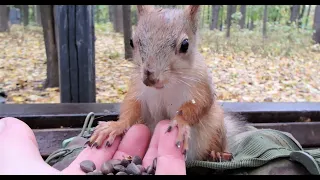 Прибежал очень голодный бельчонок / A very hungry little squirrel came running