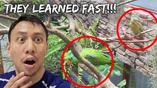 My Birds Are Finally Flying to the Top of Their Giant Aviary - Sept. 30, 2022 | Vlog #1562