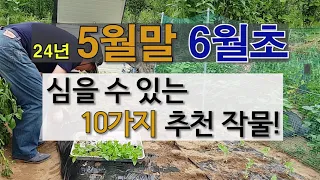 5월말 6월 초에 심을 수 있는 10가지 추천 작물! #5월 말에 심는 작물 #6월 초에 심는 작물.