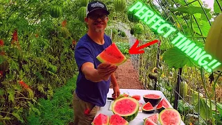 WATERMELON HARVEST!! - When Are They Ready?