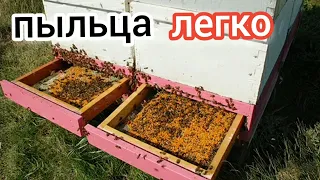 ДЕНЬГИ НА ПЫЛЬЦЕ. СБОР ПЫЛЬЦЫ. COLLECTING BEE POLLEN. ПЧЕЛОВОДСТВО. BEEKEEPING.