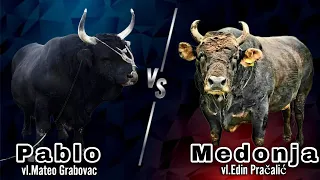 Pablo vs Medonja the best bull fight ever