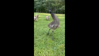 Hilarious emu gets the zoomies