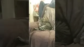 Cat watching TV