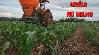 Aplicação de uréia "nitrogênio" no milho 🌽