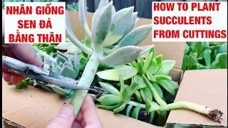 #47 Nhân giống SEN ĐÁ bằng THÂN | How to Plant Succulents from Cuttings