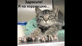 СМЕШНЫЕ ЖИВОТНЫЕ 2024 ❗🐱 5 МИНУТ СМЕХА ЛУЧШИЕ ПРИКОЛЫ С КОТАМИ И СОБАКАМИ