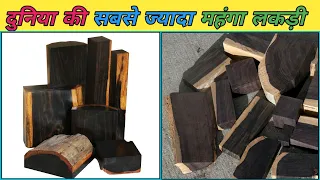 दुनिया🌍की सबसे ज्यादा महंगी लकड़ी|World's Most Expensive Wood|#shorts