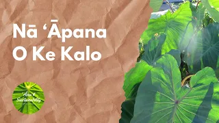 Nā ‘Āpana O Ke Kalo (The Parts of the Kalo)