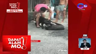 Dapat Alam Mo: Pitbull, halos 'di na bumitaw sa pagkakasakmal sa isang aspin!