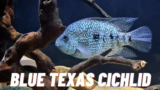 BLUE TEXAS CICHLID [CARPINTIS] #americanfish #update #riohondo