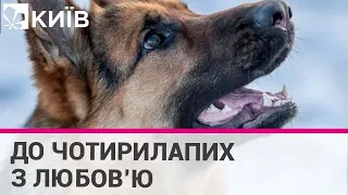 У Харкові бійці ЗСУ врятували вівчарку, яка злякалася обстрілу і застрибнула до погреба