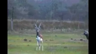 Black buck Hunt in Argentina.wmv