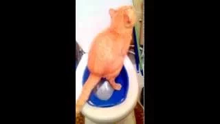 Как приучить кота к унитазу!? To accustom the cat to the toilet very easy!