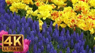 Short Preview 4K Flower Relax Video from Skagit Valley Tulip Festival