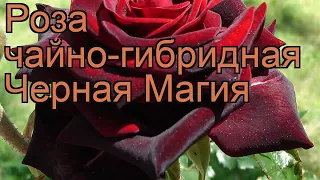 Роза чайно-гибридная Черная Магия (black magic) 🌿 обзор: как сажать, саженцы розы Черная Магия